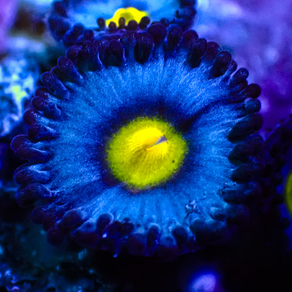 Zoanthus MC AOI US-Style