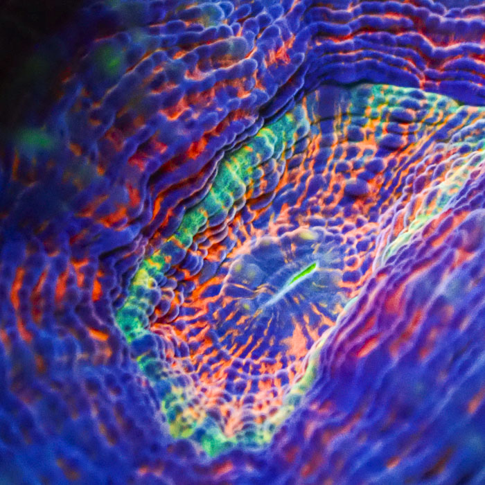 Lobophyllia MC Aurora Kaleidoscope