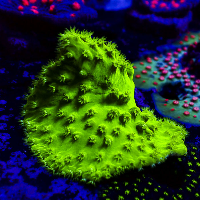Sinularia Neon Jade Ultra