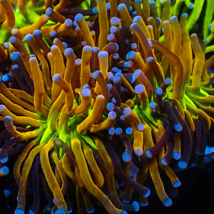 Euphyllia Glabrescens Hellfire Ultra