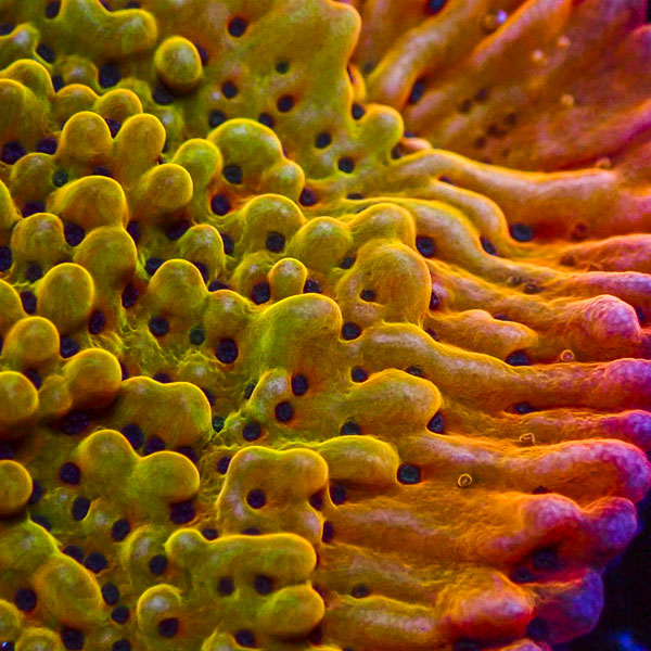 Montipora MC Flaming Phoenix
