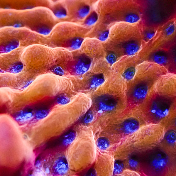 Montipora MC JF Slow Burner