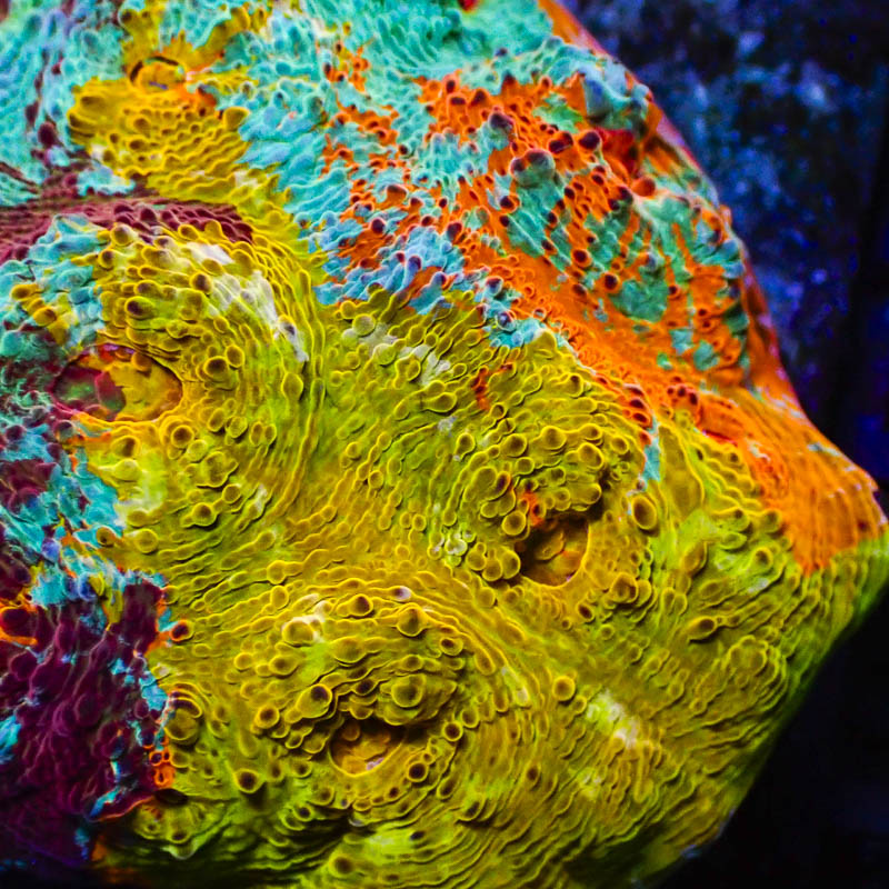 Chalice Benetton Ultra – Seltenes Multicolor-Sammlerstück