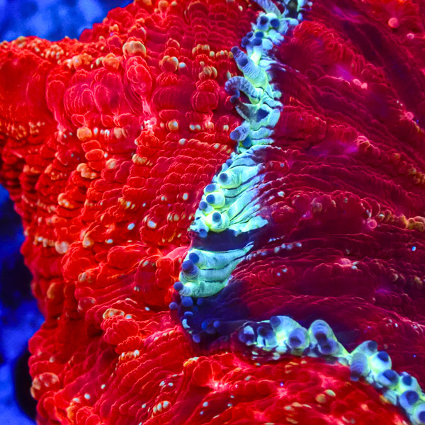 Acanthophyllia Lava Lagoon