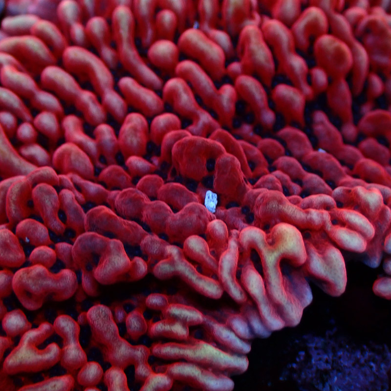 Montipora Mean Streak Frag 34