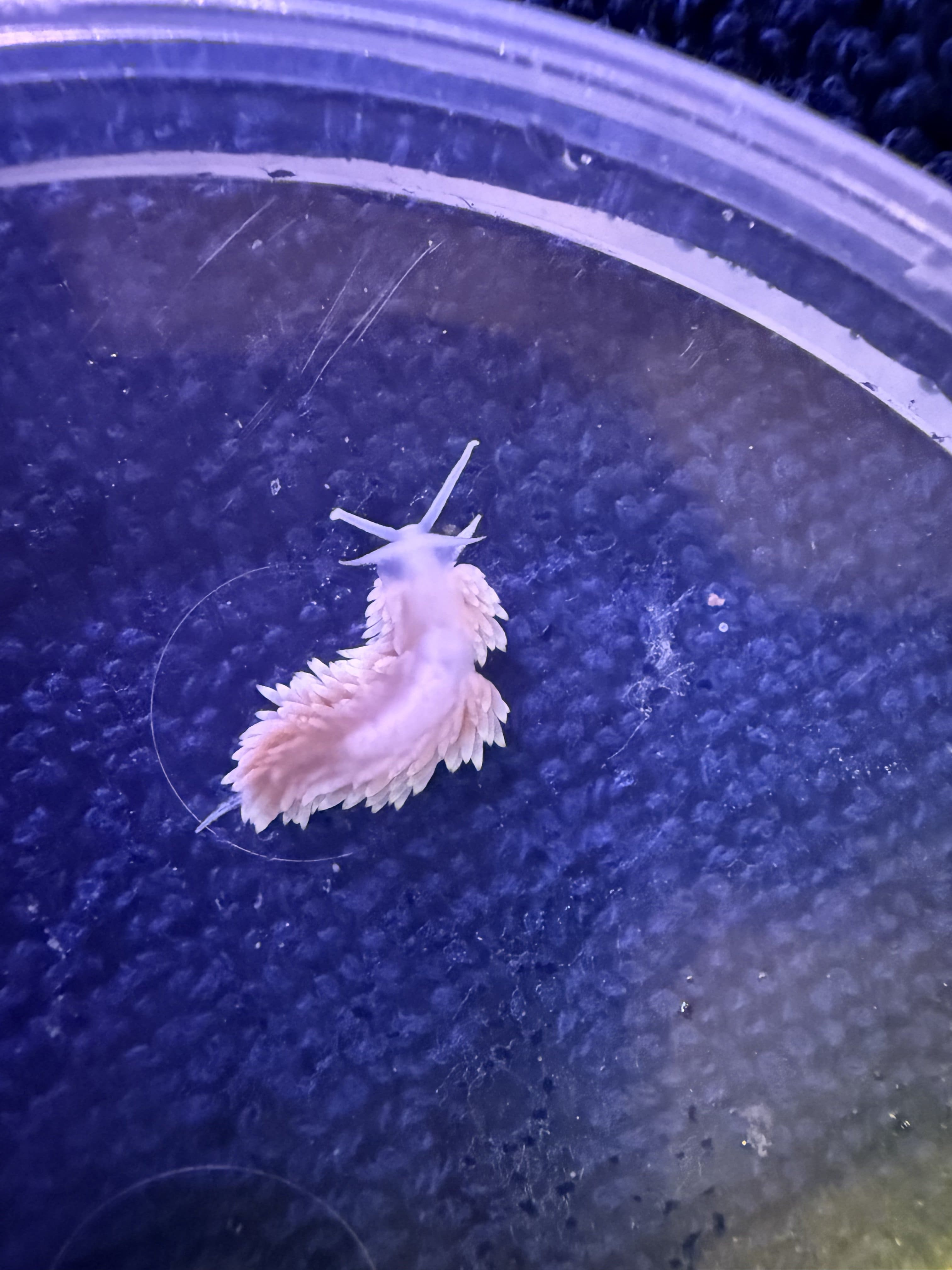 Berghia Schnecke (Adult)