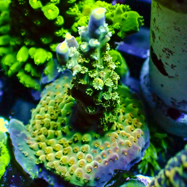 Acropora 4 Seasons