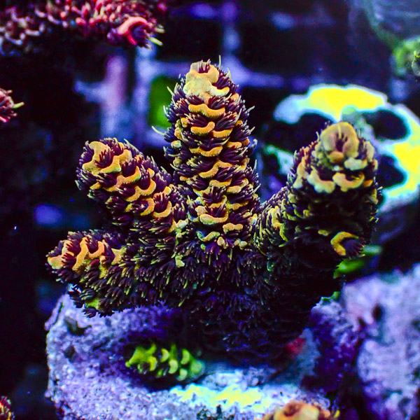 Acropora Tenuis Gün/Orange/rot