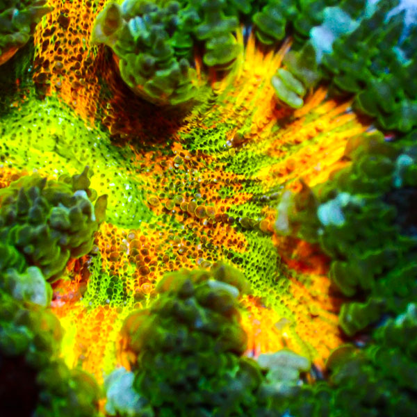 Phymanthus Crucifer MC Citrus Sunflare