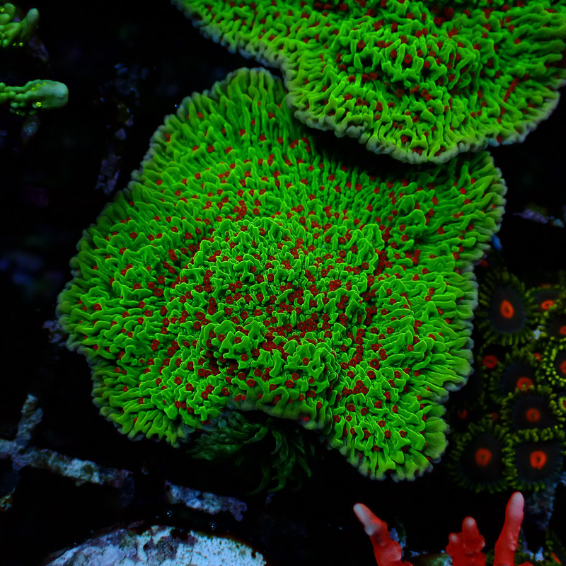 Montipora Chilli Pepper Frag 02