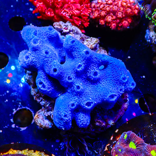 Schwamm Ultra Blau