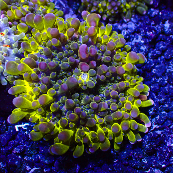 Ricordea Yuma MC Aurora Bloom