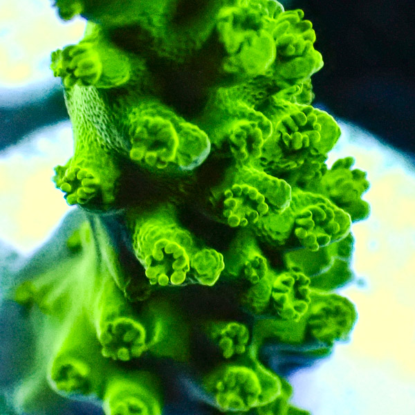 Acropora Enzmann Grün