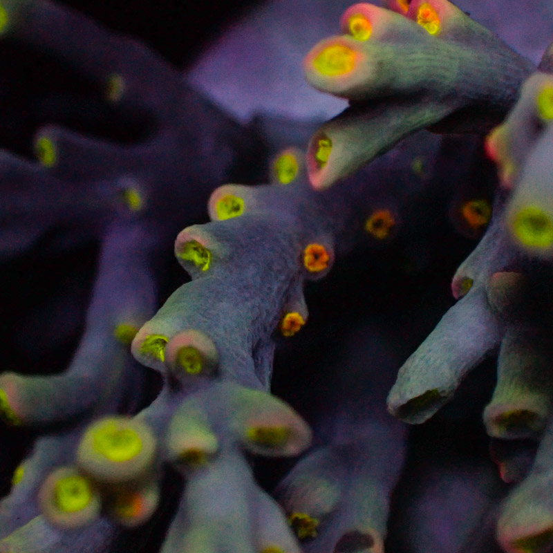 Speciosa Flaming Sunrise Frag 01