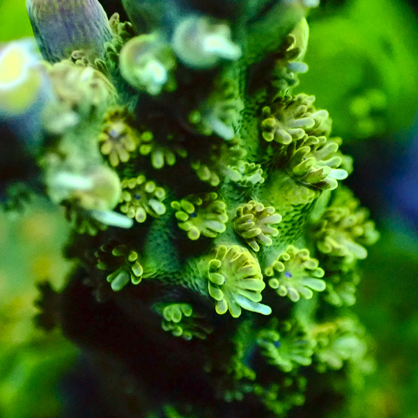 Acropora 4 Seasons