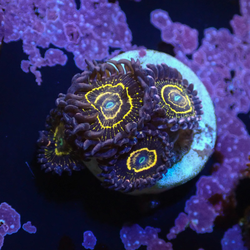 Zoanthus MC Stratosphere