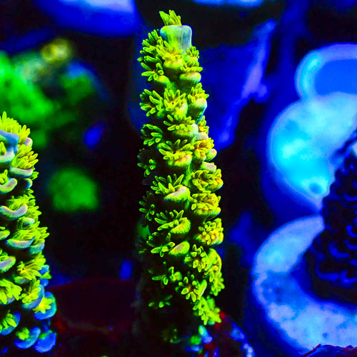 Acropora MC Lime Tower