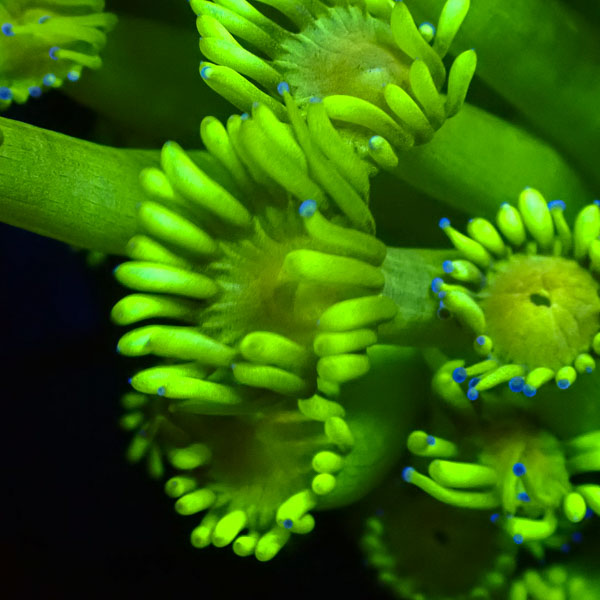 Alveopora MC Lime Torch NZ CTO