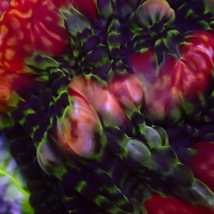 Cynarina MC Inferno Blossom