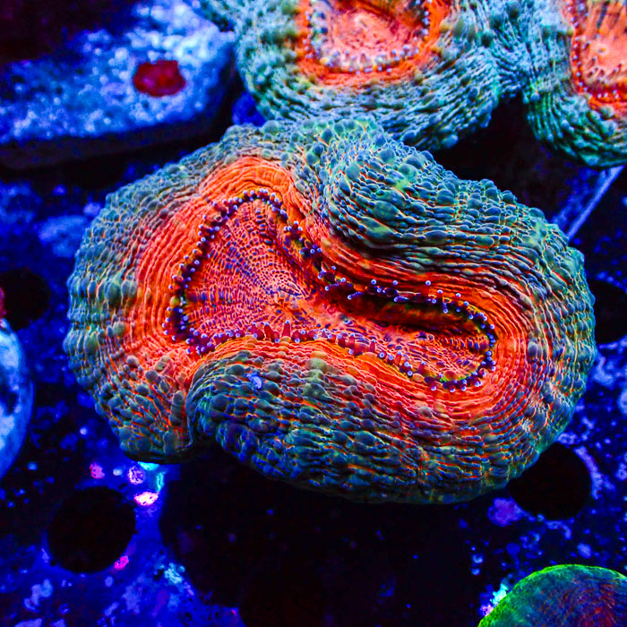 Lobophyllia MC Mandarin Prism Frag 01