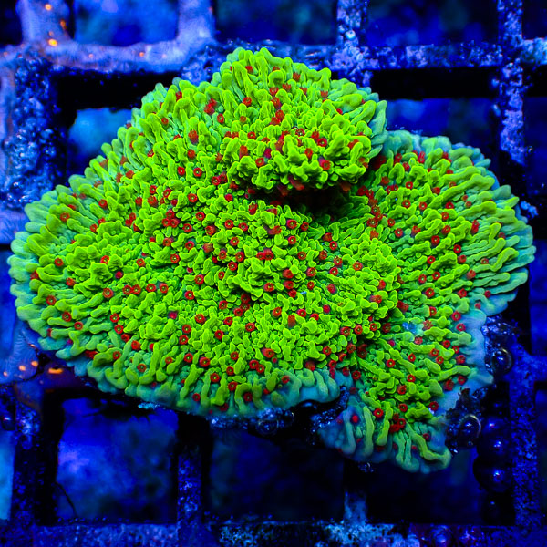 Montipora MC Chilli Pepper