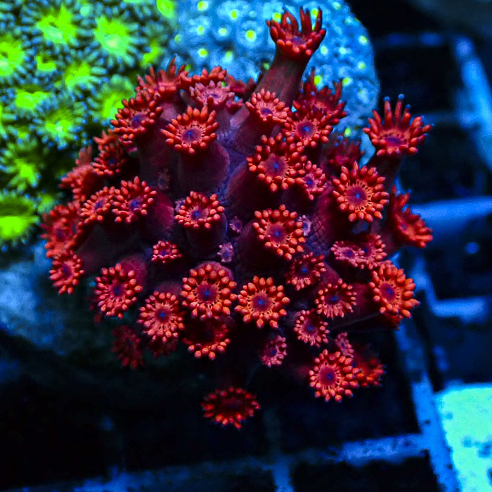 Goniopora Red Eclipse