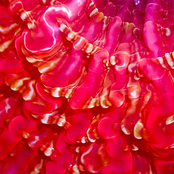Cynarina MC Magma Vein