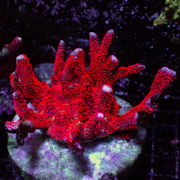 Montipora Digitata Ulra rot
