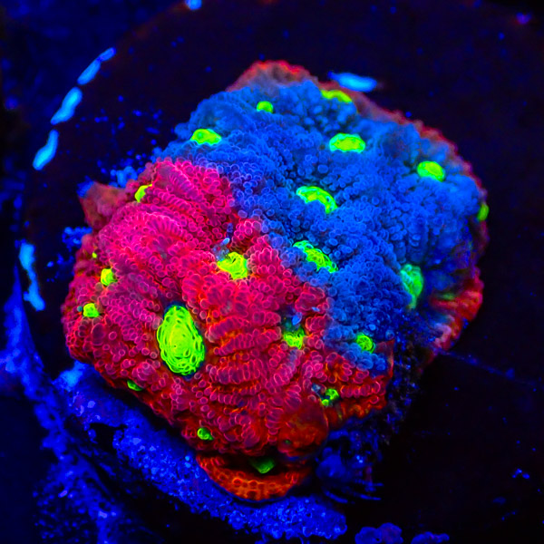 Favia MC Fire and Ice NZ