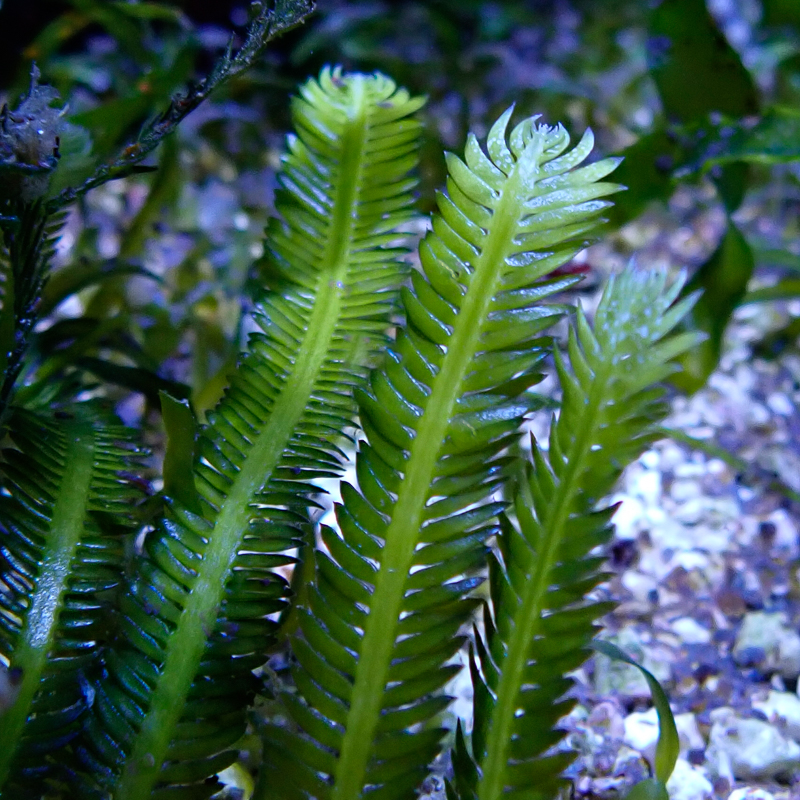 Caulerpa taxifolia - Meerwasser Kriechsprossalge