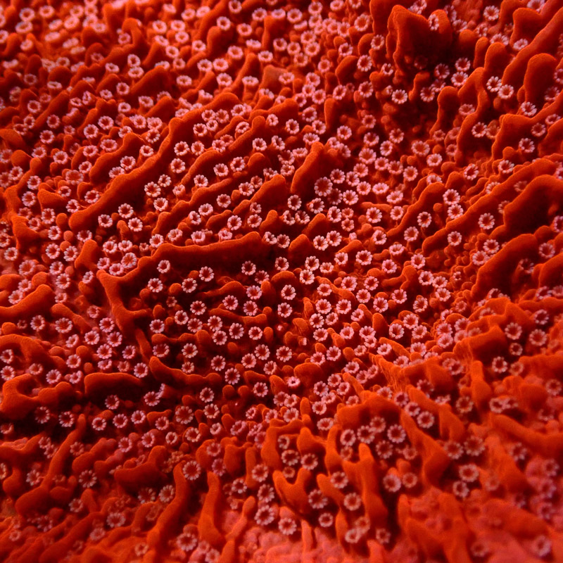 Montipora Rot Frag 19