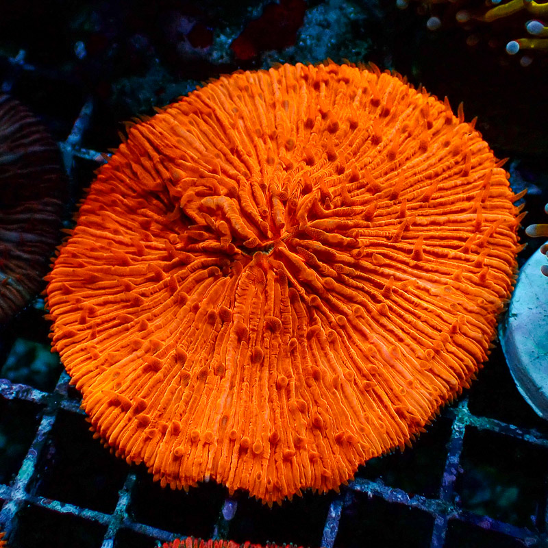 Fungia Orange