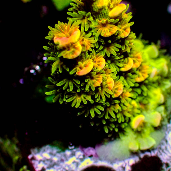 Acropora