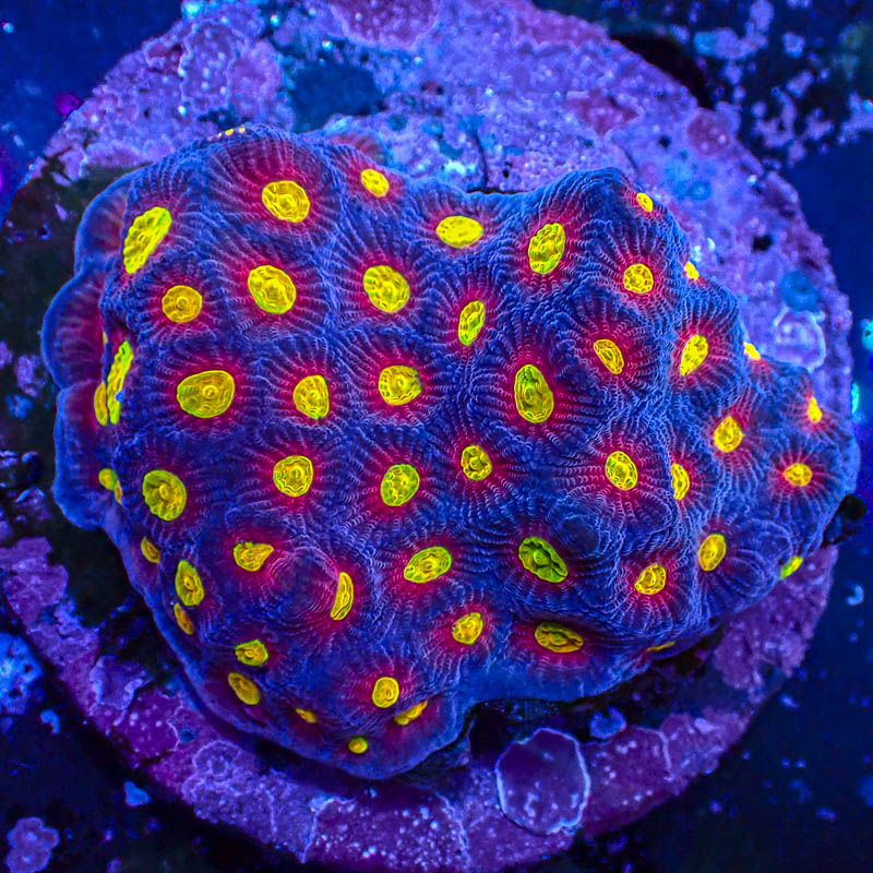 Favia Ultra Rainbow – Kontraststarke Premium-LPS