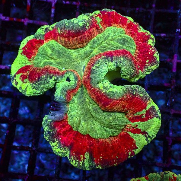 Trachyphyllia MC Poison Apple