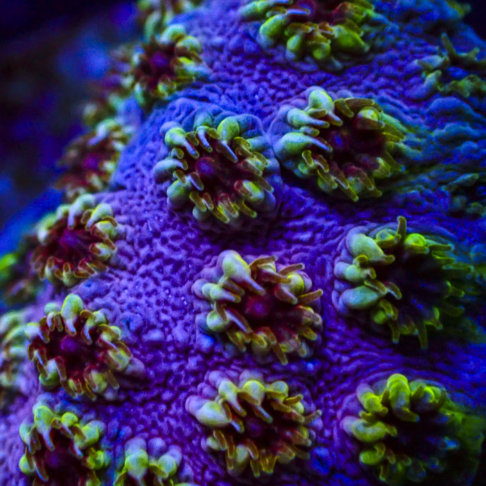Cyphastrea Skittles Bomb Frag 01