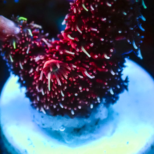 Acropora Mille Ultra Rot