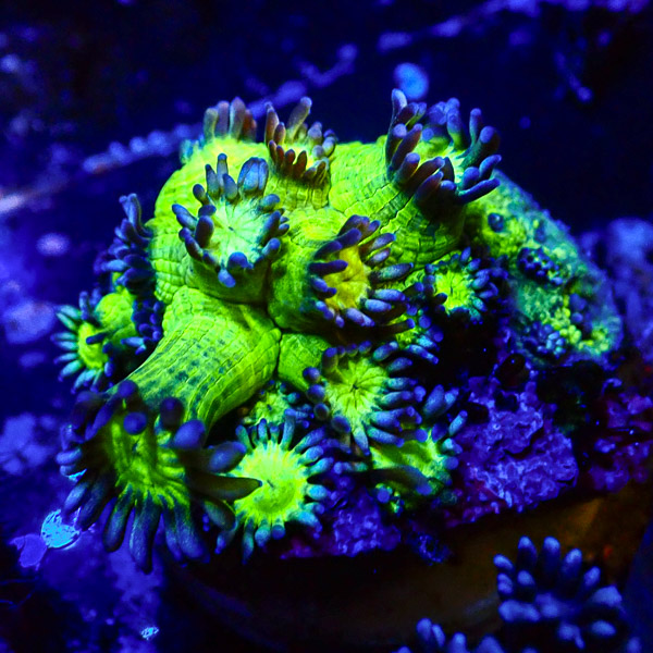 Goniopora MC Galaxy NZ