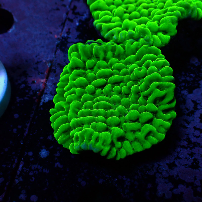 Montipora Frag 03