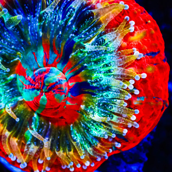 Scolymia MC Blue Plasma