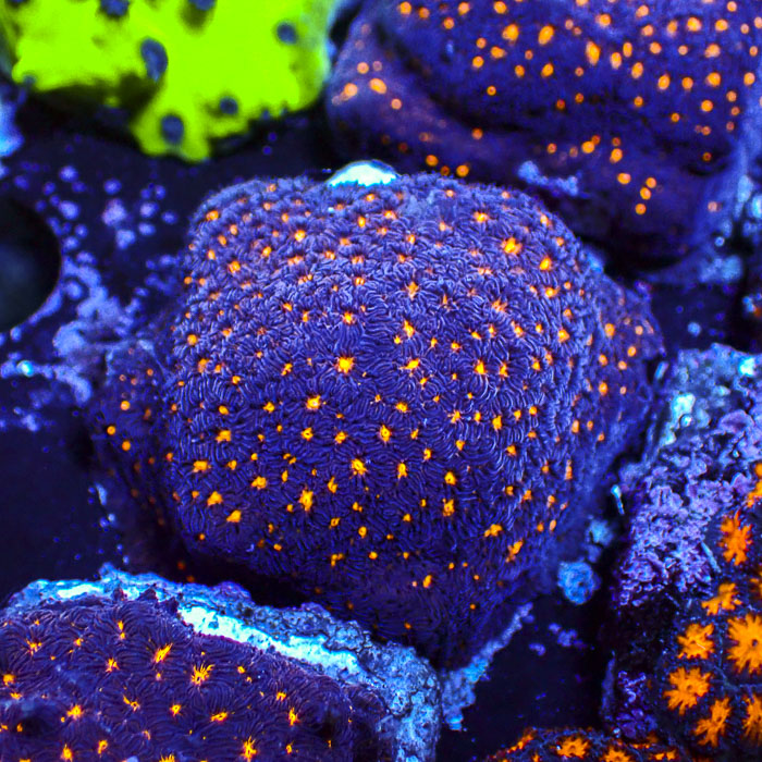 Psammocora BigR Frag 02