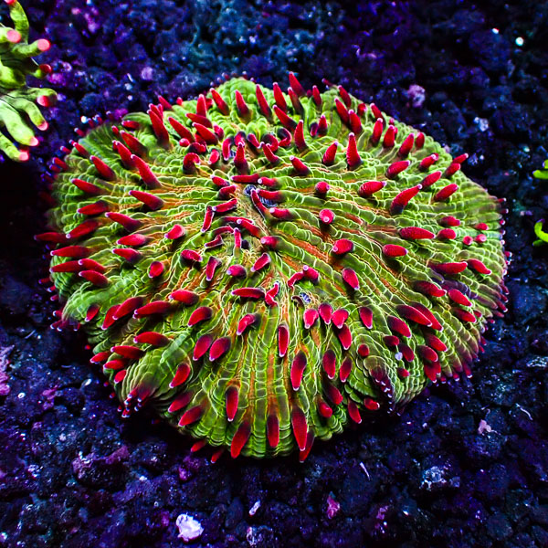 Diaseris MC Nuclear Bloodsport