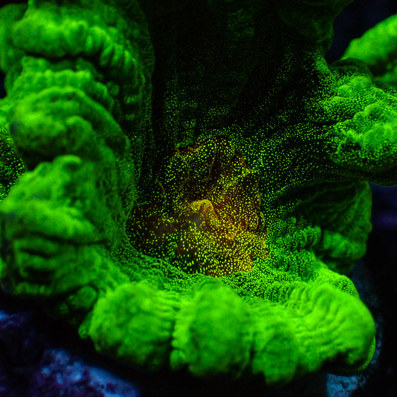 Pectinia Space Invader Frag 01