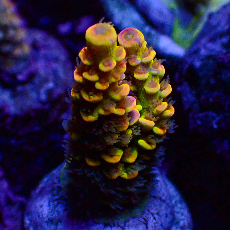 Acropora