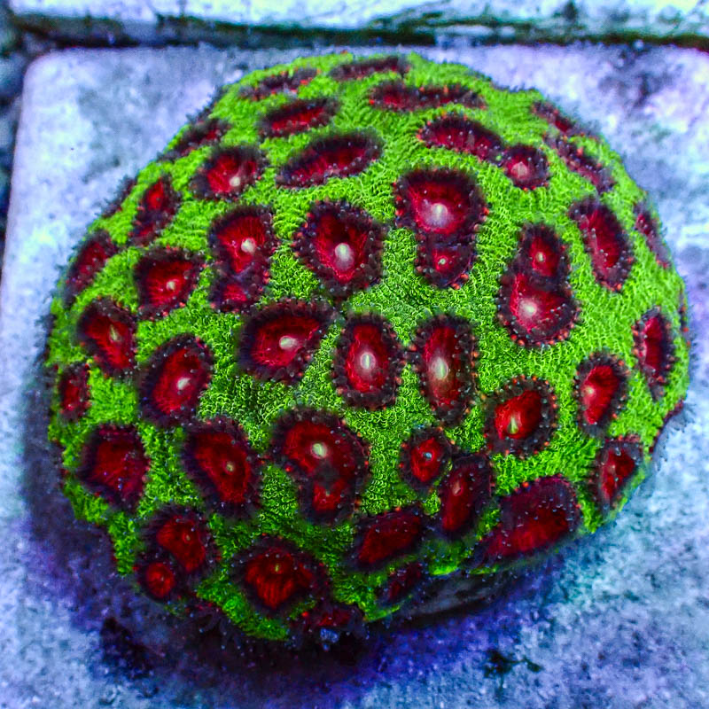 Goniastrea Grün mit rot-weißen Mündern – Farbintensive LPS