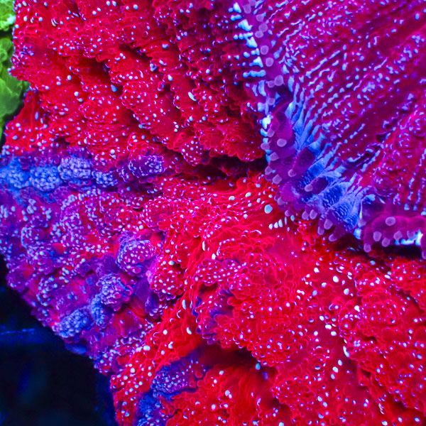Acanthophyllia MC Ruby Glacier