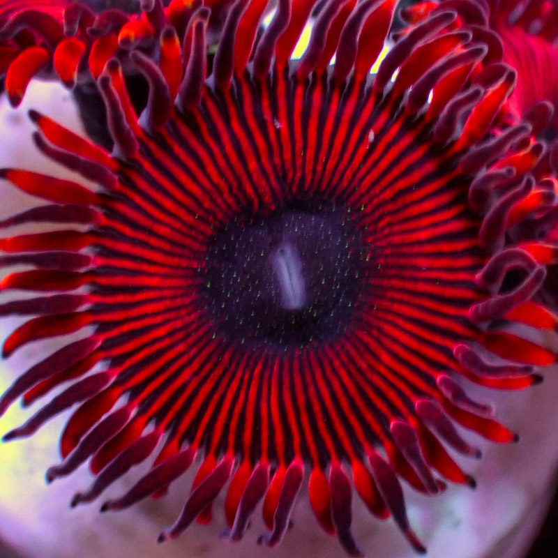 Zoanthus MC Cinder US-Style