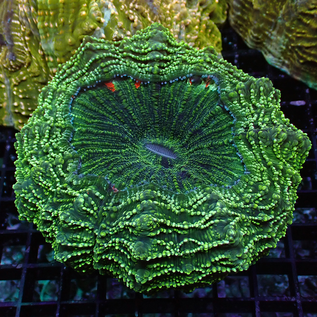 Acanthophyllia Gold Glitter