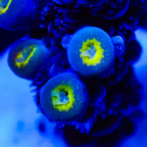 Acropora MC Blueberry Lemon Swirl