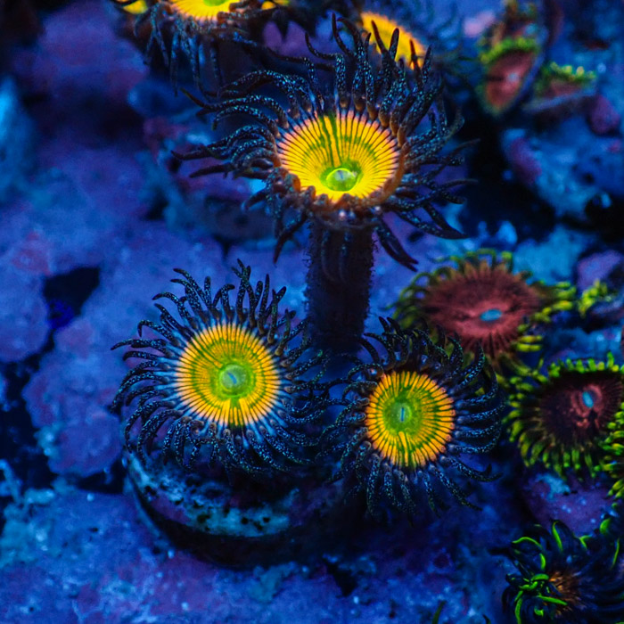 Zoanthus MC Ultra Sunny D.